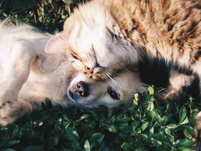 Cachorro e gato fofos