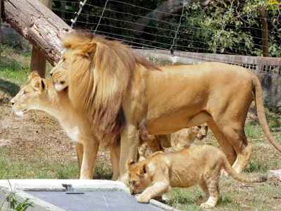 Família de leões