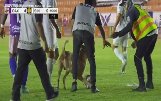 Cachorro invade campo e rouba bola durante jogo de futebol no México