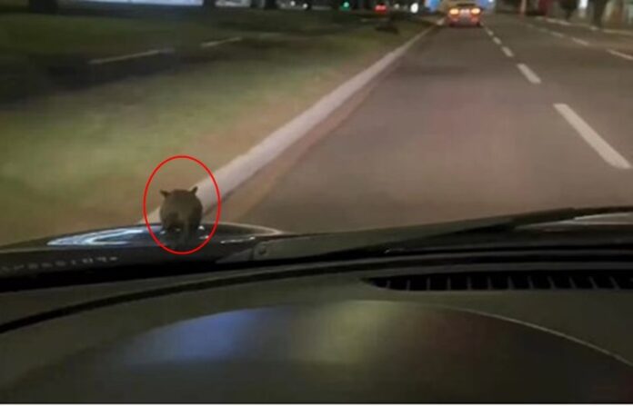 O rato chegou a andar pela parte do carro durante a viagem